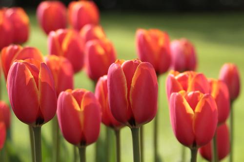 darwin hybrid tulip