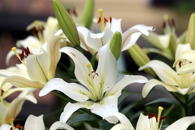 A bunch of fresh white lilies in Scotland